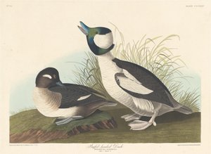 Buffel-head Duck tekijältä Robert Havell after John James Audubon