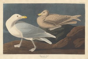 Burgomaster Lokki tekijältä Robert Havell after John James Audubon