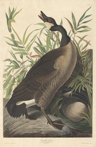Kanadan hanhi tekijältä Robert Havell after John James Audubon
