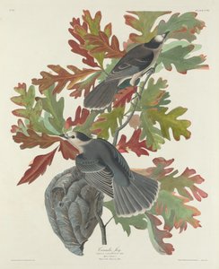 Kanada Jay tekijältä Robert Havell after John James Audubon