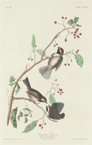 Kanadan Titmouse tekijältä Robert Havell after John James Audubon
