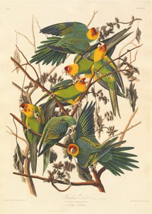 Caroline Parrot