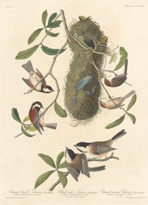Kastanjaselkätiainen, mustakärkinen tiainen ja kastanjakruunutiainen tekijältä Robert Havell after John James Audubon