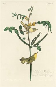 Lasten Warbler tekijältä Robert Havell after John James Audubon