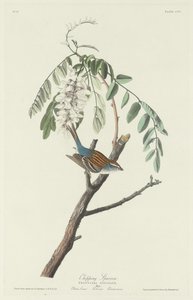 Chipping Sparrow tekijältä Robert Havell after John James Audubon