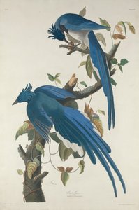 Columbia Jay tekijältä Robert Havell after John James Audubon