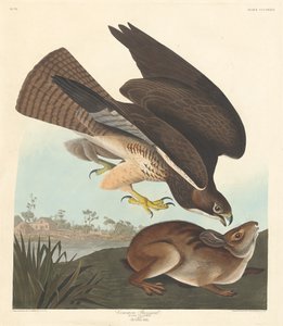 Tavallinen hiirihaukka tekijältä Robert Havell after John James Audubon
