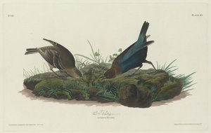 Lehmäsirkku tekijältä Robert Havell after John James Audubon