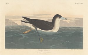 Dusk Petrel tekijältä Robert Havell after John James Audubon