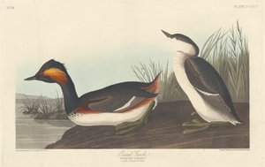 Korvainen Grebe tekijältä Robert Havell after John James Audubon