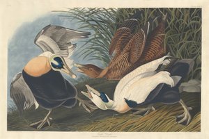Haahka tekijältä Robert Havell after John James Audubon
