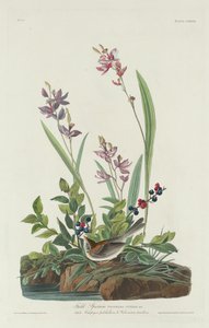 Field Sparrow tekijältä Robert Havell after John James Audubon