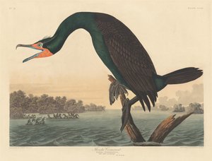 Floridan merimetso tekijältä Robert Havell after John James Audubon