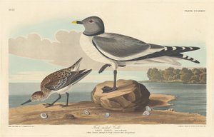 Haarukkapyrstölokki tekijältä Robert Havell after John James Audubon