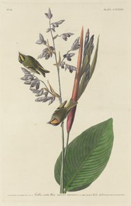 Kultaharjainen wren tekijältä Robert Havell after John James Audubon