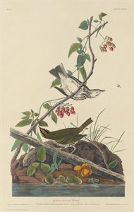 Kultakruunuinen rastas tekijältä Robert Havell after John James Audubon