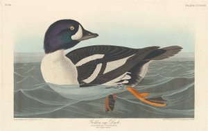 Kultasilmäinen ankka tekijältä Robert Havell after John James Audubon