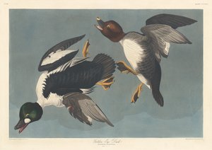 Kultasilmäinen ankka tekijältä Robert Havell after John James Audubon