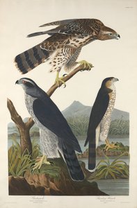 Goshawk ja Stanley Hawk tekijältä Robert Havell after John James Audubon