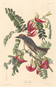Harmaa Tyranni tekijältä Robert Havell after John James Audubon