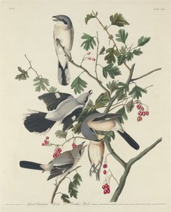 Great American Shrike tai Butcher Bird