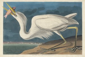 Valkohaikara tekijältä Robert Havell after John James Audubon