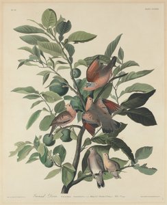 Ground Dove tekijältä Robert Havell after John James Audubon