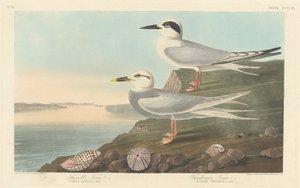 Havellin tiira ja Trudeaun tiira tekijältä Robert Havell after John James Audubon