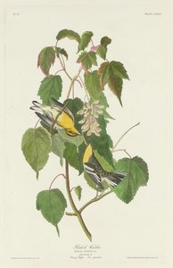 Hemlock Warbler tekijältä Robert Havell after John James Audubon