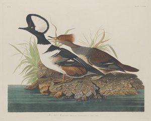Hupullinen Merganser tekijältä Robert Havell after John James Audubon