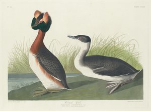 Sarvikurkku tekijältä Robert Havell after John James Audubon