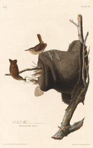 House Wren tekijältä Robert Havell after John James Audubon