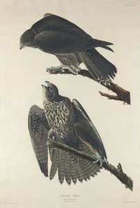 Labradorin haukka tekijältä Robert Havell after John James Audubon