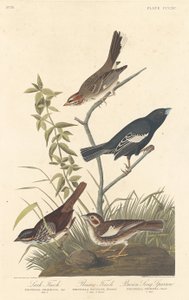 Lark Finch, Prairie Finch ja Brown Song Sparrow tekijältä Robert Havell after John James Audubon