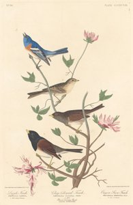 Lazulipeippo, savenvärinen peippo ja Oregon Snow Finch tekijältä Robert Havell after John James Audubon