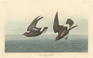 Vähiten Stormy Petrel tekijältä Robert Havell after John James Audubon