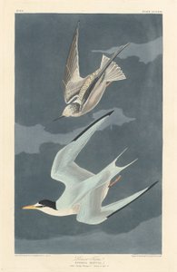 Pikkutiira tekijältä Robert Havell after John James Audubon