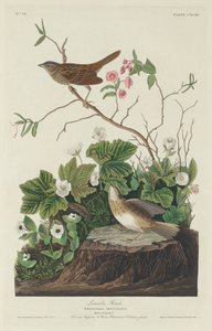 Lincoln Finch tekijältä Robert Havell after John James Audubon
