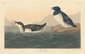 Pikku Auk tekijältä Robert Havell after John James Audubon