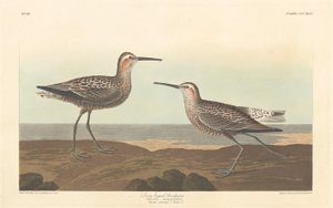 Pitkäjalkainen Sandpiper tekijältä Robert Havell after John James Audubon
