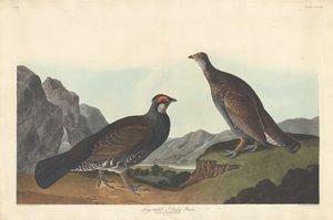 Pitkähäntäinen tai Dusky Grouse tekijältä Robert Havell after John James Audubon