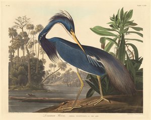 Louisiana Heron tekijältä Robert Havell after John James Audubon