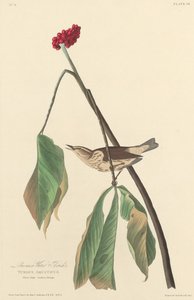 Louisianan vesirastas tekijältä Robert Havell after John James Audubon