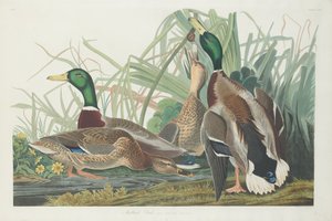 Sinisorsa tekijältä Robert Havell after John James Audubon