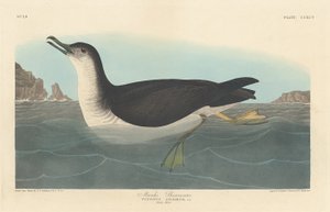 Manks Shearwater tekijältä Robert Havell after John James Audubon