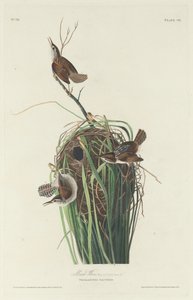 Marsh Wren tekijältä Robert Havell after John James Audubon