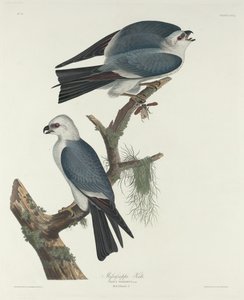Mississippi-leija tekijältä Robert Havell after John James Audubon