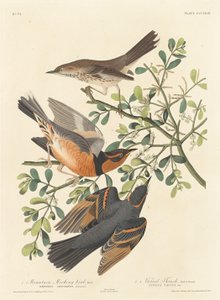 Vuoripilkkalintu ja monimuotoinen rastas tekijältä Robert Havell after John James Audubon