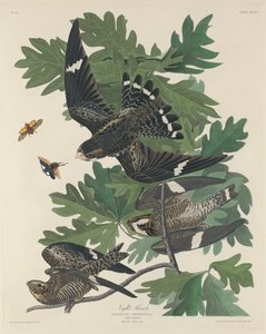 Night Hawk tekijältä Robert Havell after John James Audubon