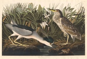 Night Heron tai Qua lintu tekijältä Robert Havell after John James Audubon
